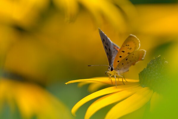 Farfalla su fiore giallo. Rudbeckia gialla