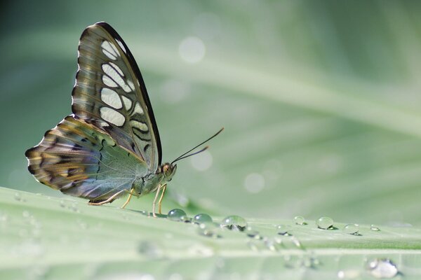 The superb butterfly of the rainforest