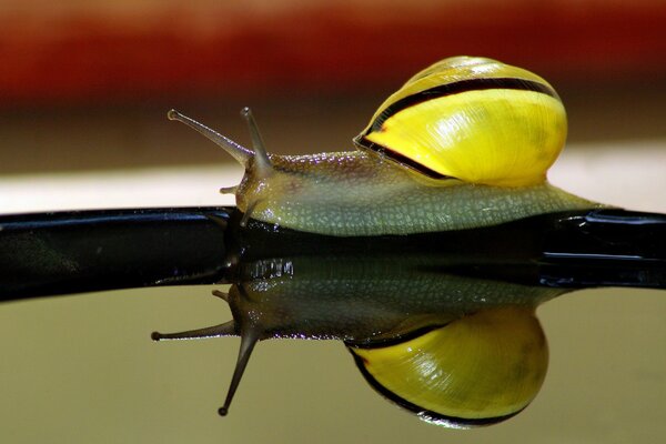 Imagen de un Caracol cerca