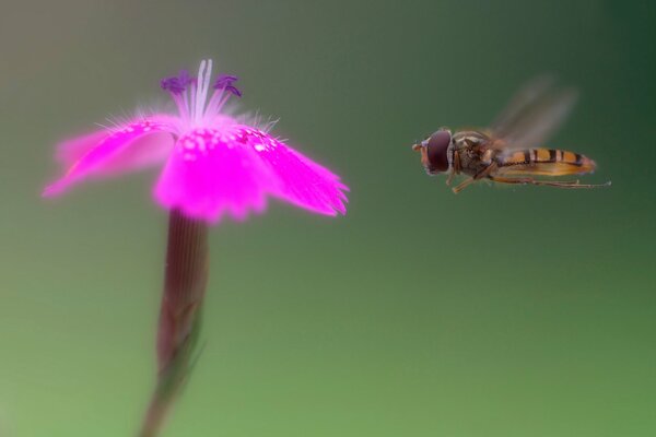 Manger vole sur la fleur