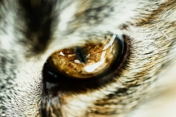 Cat s eye close-up