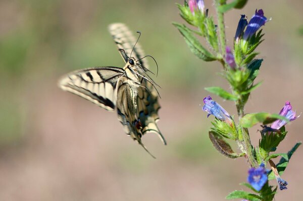 Mariposa en movimiento y flor