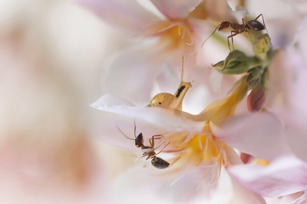 Rencontre sur une fleur rose d escargot et de fourmi