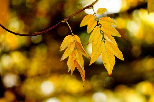 Hojas de otoño en los rayos del sol de otoño