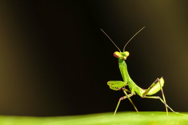 The green mantis was hiding. Mantis on a leaf