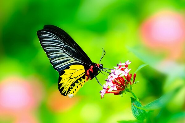 A butterfly sits on a flower