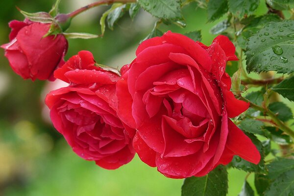 Blooming scarlet rose after the rain