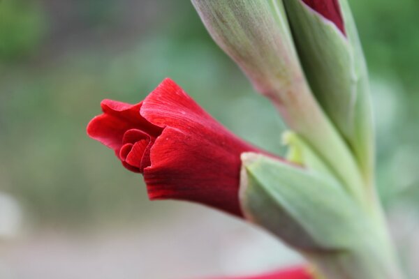 Red gladioli as a sign of love