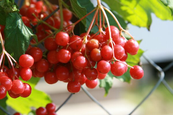 Die rote Viburnum hat uns zu sich gelockt