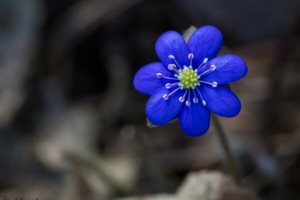 Jasny niebieski kwiat na szarym tle