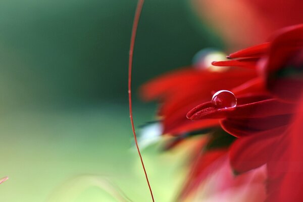 Ein Tropfen Wasser auf den Blütenblättern einer roten Blume