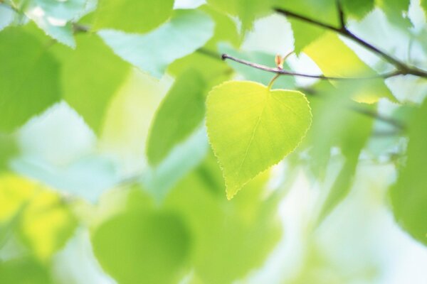 Feuilles vertes en été