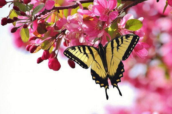 La mariposa vuela sobre las flores de Sakura