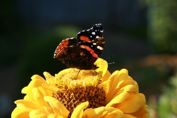 Mariposa en la flor. Marco tiro