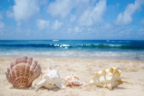 Muscheln am sandigen Strand