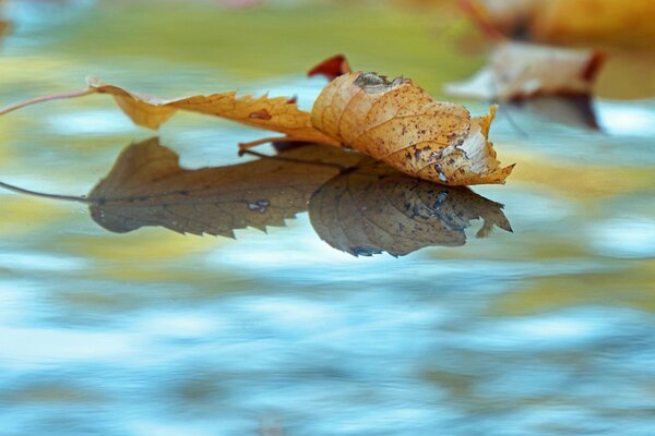 A fallen autumn leaf on the water