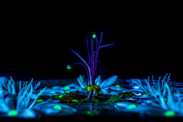 A drop on a flower with night light