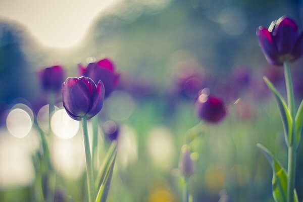 Lila Tulpen in den Blendung der Sonne