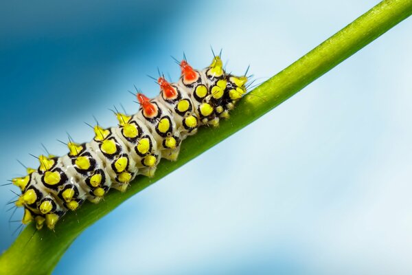 Chenille colorée sur une tige verte