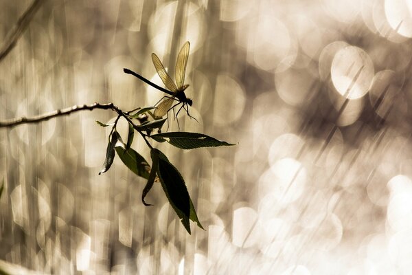 Libellule sur une branche avec des feuilles et des reflets du soleil