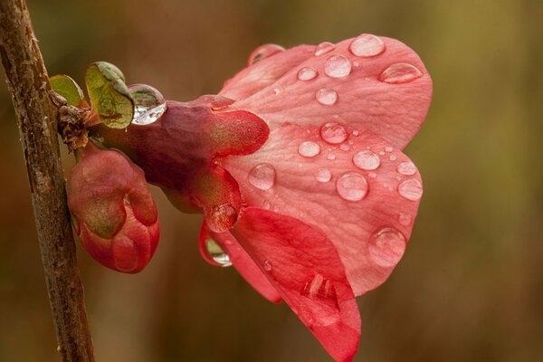 Blühende Knospe einer rosa Blume im Frühling