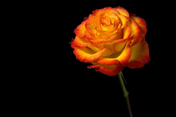 There is an orange rose on a dark background