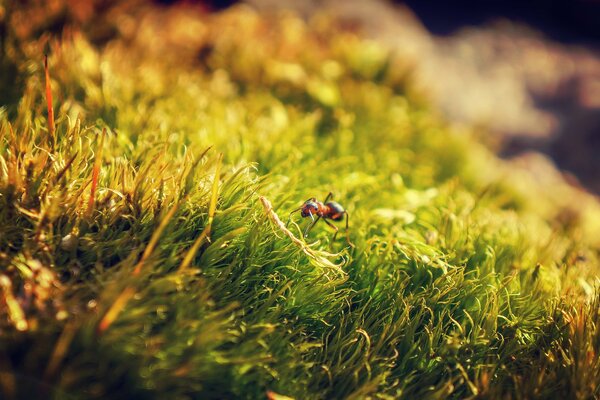 Photo de gros plan de la nature-fourmilière