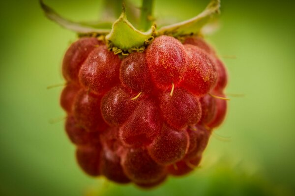 Image of a wonderful raspberry berry