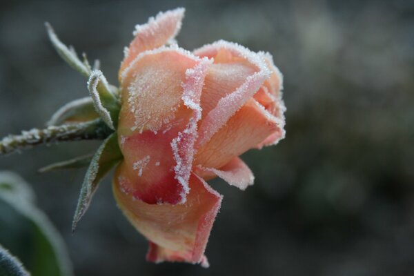 Rose pâle dans le givre