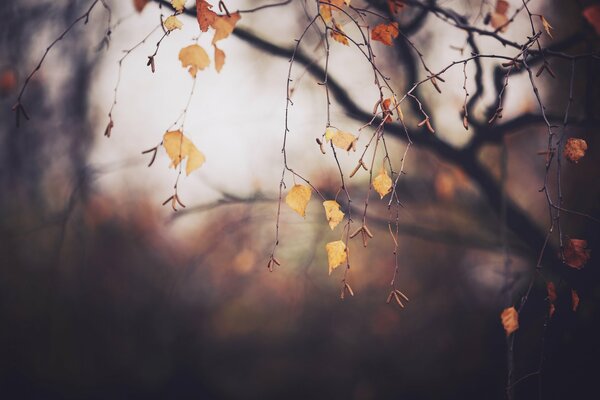 Feuilles jaunes sur le bouleau