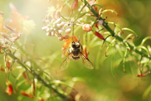 Пчела собирает пыльцу с растений