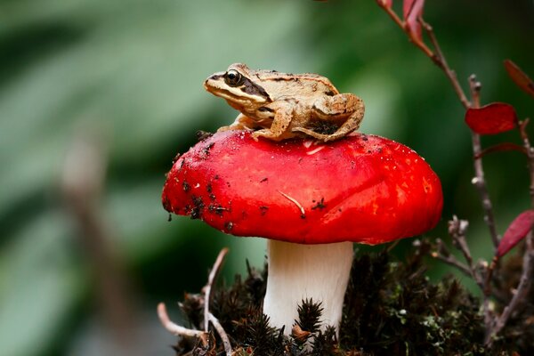 A frog is sitting on a red mushroom