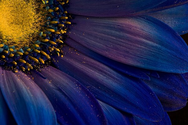 Gelber Pollen auf blauen Blütenblättern