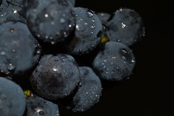 Macroplaza racimos de uvas negras