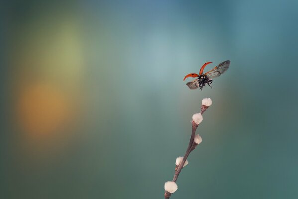 Ladybug with a willow twig