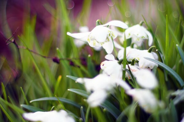 White snowdrops in the spring grass