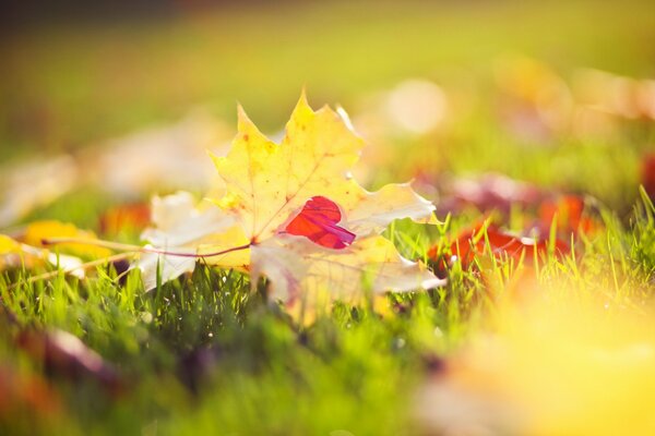 Maple leaves are lying on the grass