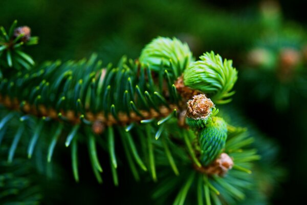 Spruce branch close-up