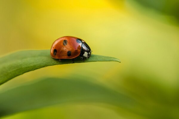 Coccinella su una foglia verde