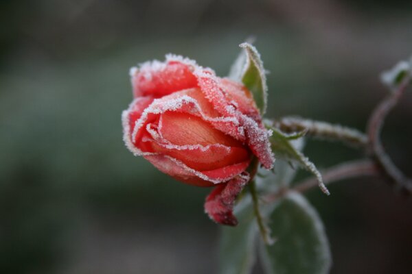 Rosa congelada. Escarcha en la flor