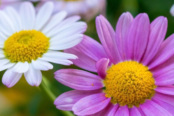 Due fiori di colore bianco e viola