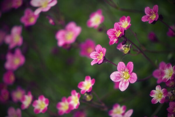 A bush with pink flowers, the background is blurred