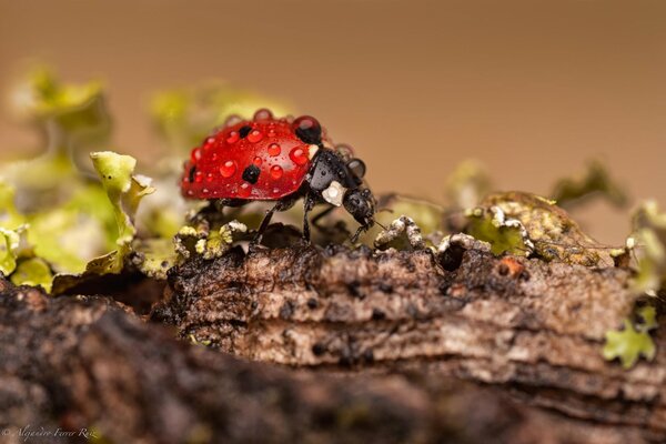 Ladybug in a dewdrop