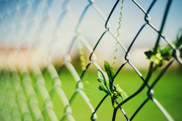 Pea ovaries on a mesh fence