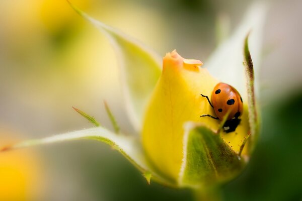 Coccinella su un bocciolo di rosa non aperto