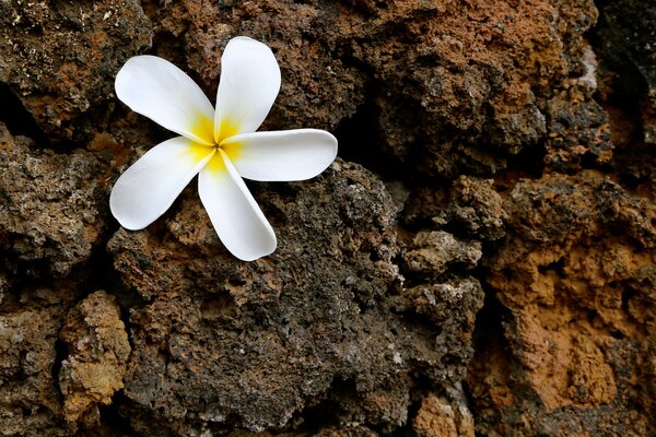 Flower petals on a stone