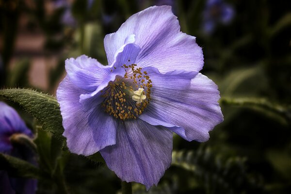 Flor de amapola azul del Himalaya