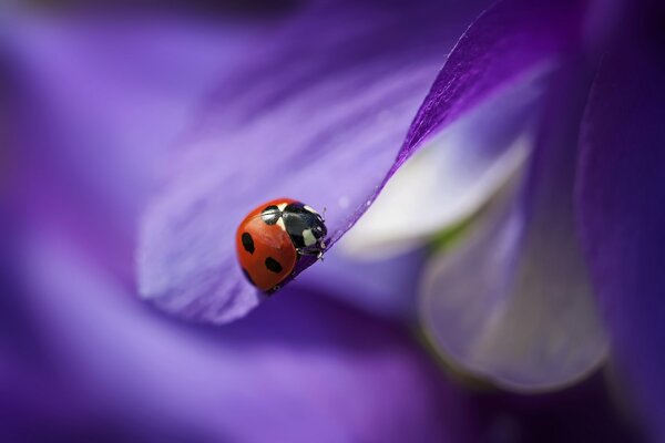 Coccinelle sur un pétale violet