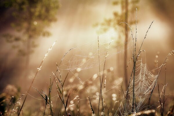 Foresta mattutina ai raggi del sole