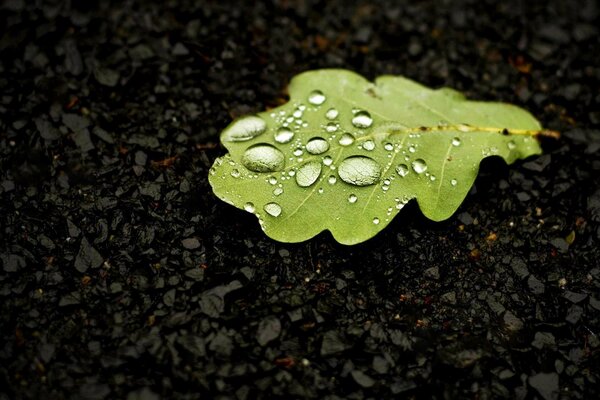 Imagen macro de una hoja de roble en gotas de agua